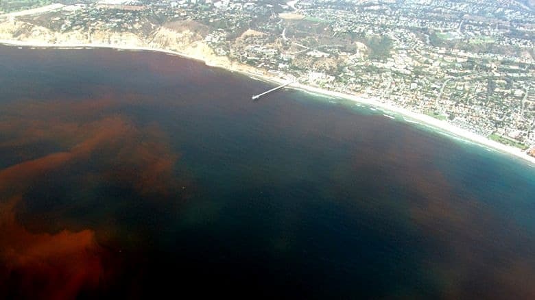 Científicos monitorean una nueva ola de calor oceánica con potencial de afectar la vida marina de California