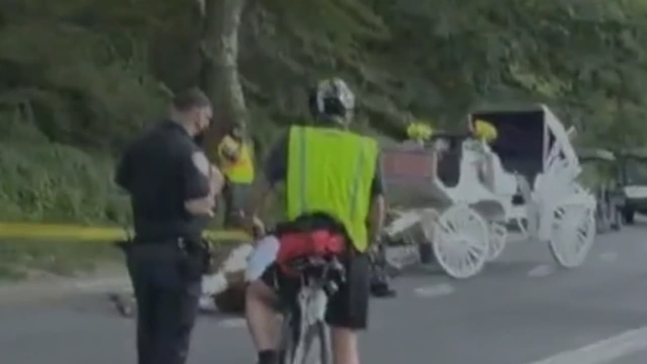 Muere caballo de carruaje turístico en Central Park