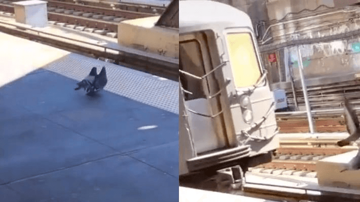 <b><a href="https://www.univision.com/local/nueva-york-wxtv/video-muestra-a-dos-palomas-empujar-a-una-tercera-hacia-las-vias-del-subway-de-nyc">Las “palomas asesinas” del subway </a></b>
<br>Ninguna lista de los videos más virales del año estaría completa sin la inclusión de las famosas "palomas asesinas del subway". El video, que se viralizó en las redes sociales, muestra lo que parece ser un par de palomas arrojar sin piedad a una tercera hacia las vías del tren, justo cuando este se aproxima. Para muchos, fue prueba que ya ni los animales están a salvo de los incidentes violentos en el subway.