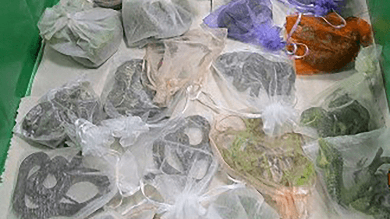 <h2 class="cms-H2-H2">Animales</h2>
<br>Los animales regulados no se permiten pasar. 
<b>Los únicos que sí se pueden llevar son perros y gatos.</b>