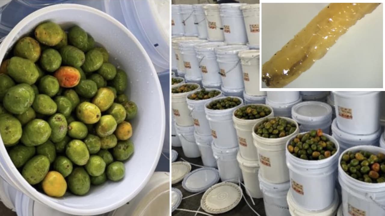 Decomisan más de tres mil libras de ciruelas en un intento de contrabando en Nogales