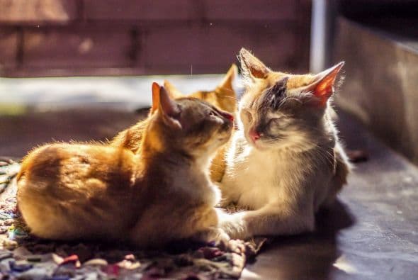 <b>Tauro: Soñar con animales</b>
<br>Tauro es un signo telúrico, o sea, de tierra y todo lo relacionado con la agricultura y los animales vibra en el subconsciente taurano aflorando en medio de los sueños. 
<br>Depende el animal que se sueñe así será su significado, sin embargo, hay una regla general que puede ayudar mucho en su interpretación. Los animales que vuelan, por ejemplo, las aves, casi siempre indican deseos de independencia.