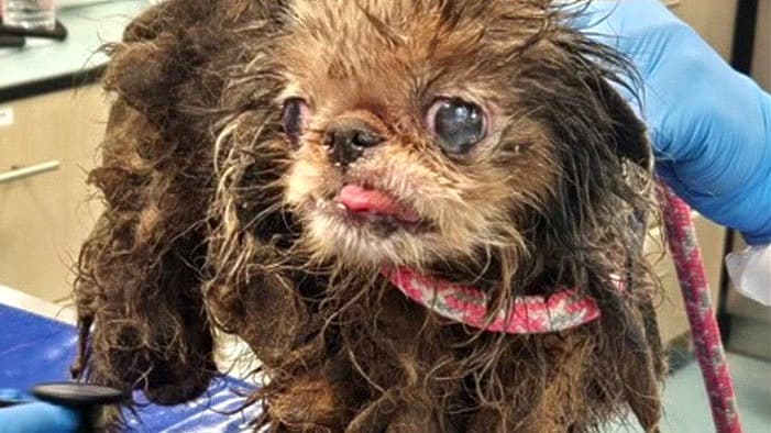 Descubren el cuerpo de una mujer rodeada de 80 perros en una casa de Brooklyn