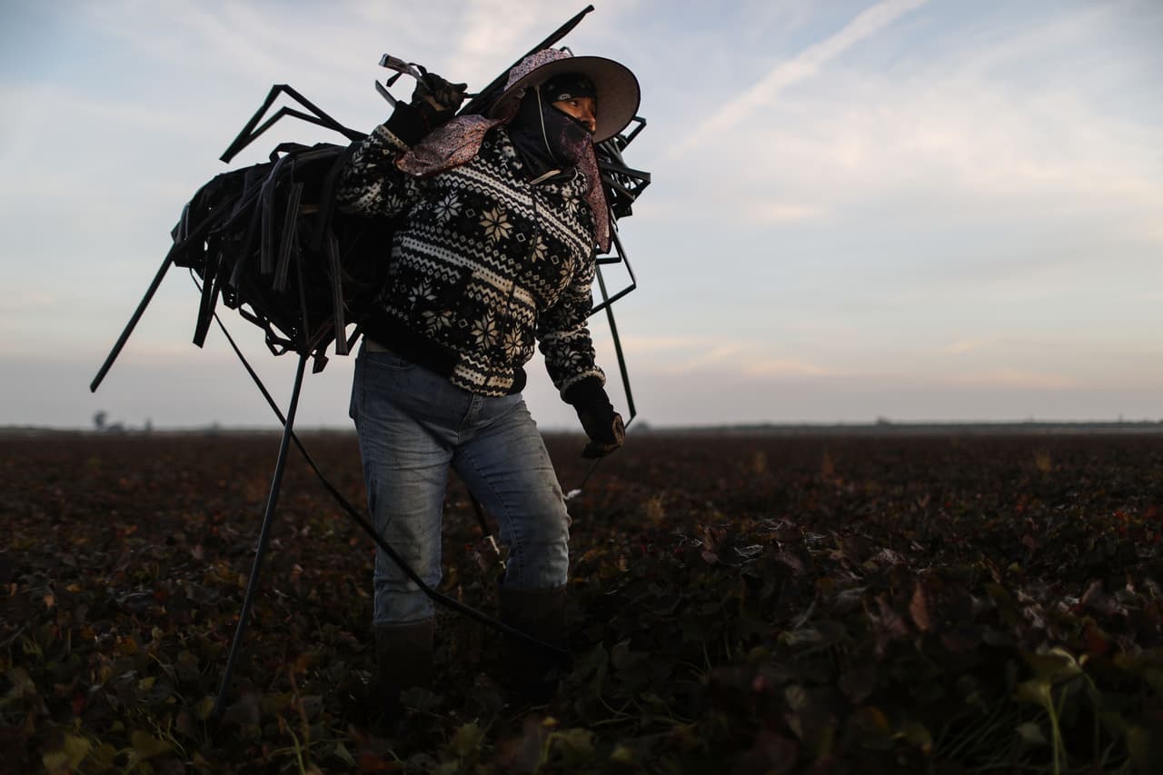 <b>California para los demócratas. </b>La inmigrante mexicana Vicky Uriostegui, quien ha vivido en EEUU durante 27 años, en su rutina de trabajo en una granja de Turlock, California, donde se elegirá el próximo martes al representante para el distrito 10 de ese estado en el Congreso. Allí el candidato demócrata Josh Harder quiere desbancar al republicano Jeff Denham. Los demócratas aspiran obtener siete escaños en el Congreso por California donde Hillary Clinton ganó en las elecciones presidenciales de 2016.