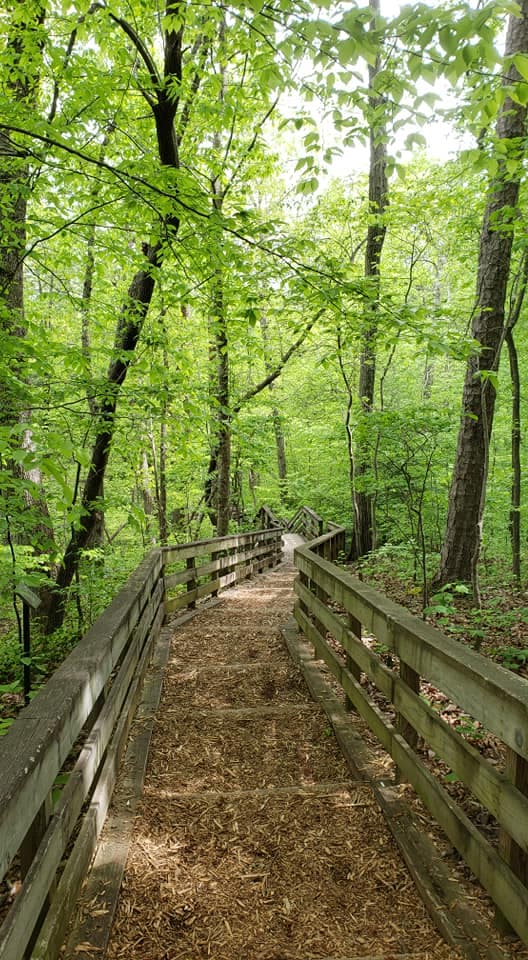 El sendero Chestnut Oak Loop, por ejemplo, que recorre 1,2 millas del lado montañoso (pero no difícil) del parque, serpentea a través del bosque de tierras altas con crestas, barrancos y arroyos, pasando por tres áreas con miradores que brindan vistas de los acantilados y asientos en bancos para disfrutar de momentos de tranquilidad.