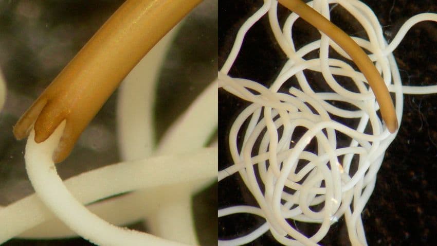 <i>Paragordius obamai,</i> un parásito de Kenya que crece hasta 30 centímetros de largo dentro de los cuerpos de los grillos. Esta fue descubierta en Kenia en 2012 por el biólogo Ben Hanelt de la Universidad de Nuevo México en Albuquerque y sorprendió al mundo pues se trató de una población de hembras capaces de reproducirse sin necesidad de machos. Lleva el nombre de Obama porque su padre y su abuela viven a solo 19 kilómetros de donde ocurrió el hallazgo, que fue publicado en PLOS.
<br>