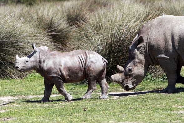Los rinocerontes se comunican por medio de una gran variedad de sonidos, expertos han localizado cerca de diez vocalizaciones diferentes, para cortejar a su pareja utilizan uno en especial, con el que logran conquistara la hembra y formar una familia.