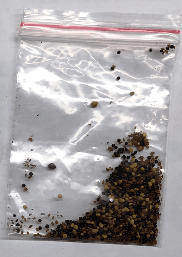 Floyd Parma, del condado de San Mateo, dijo haber recibido ocho de estos paquetes en un periodo de tres semanas. Otros usuarios reportaron haber recibido las misteriosas semillas en los condados de Orange y Los Ángeles.