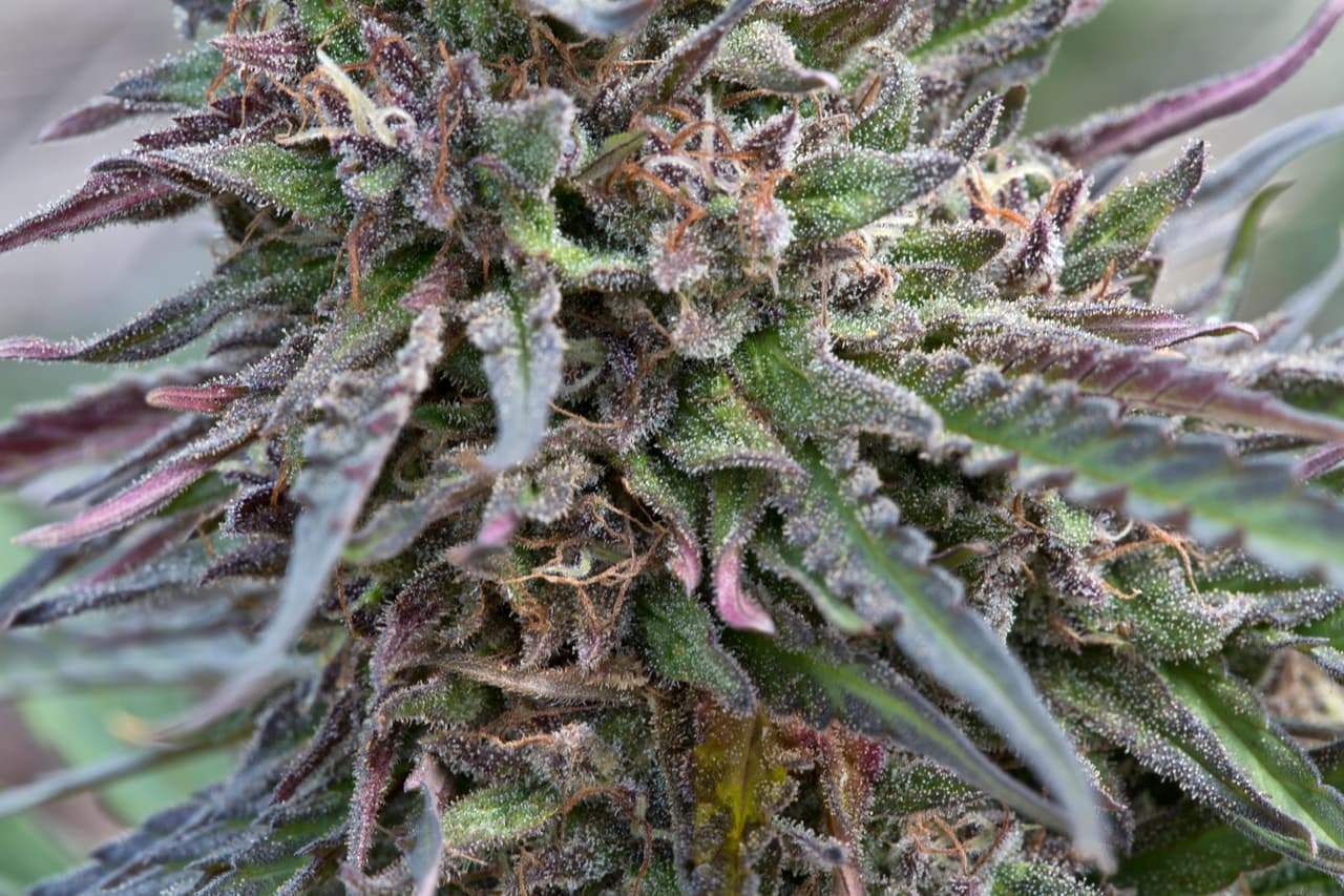 Este año también se obsequiarán productos derivados del cannabis: cartuchos de vaporizador de oro de 24 quilates de Hollowtips, cápsulas para dormir que combinan CBD con melatonina y un ungüento de cáñamo de Fifth Element para después del entrenamiento, publicó 
<b><a href="https://www.forbes.com/sites/dawnchmielewski/2021/04/22/inside-the-200000-oscar-2021-gift-bag-from-a-spa-retreat-to-poetry-for-neanderthals/?sh=6444b4391c71" target="_blank">Forbes</a>. </b>