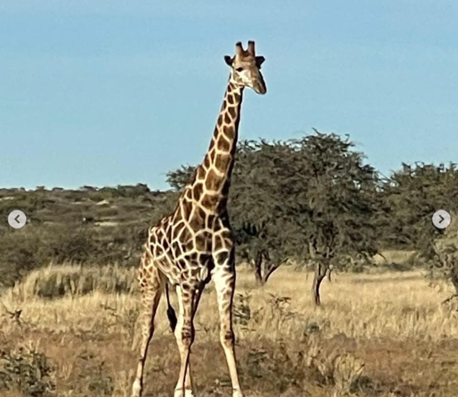 "Decidimos regresar a África junto a Mily, que le encanta esto tanto como a mí", reconoció.
<br>