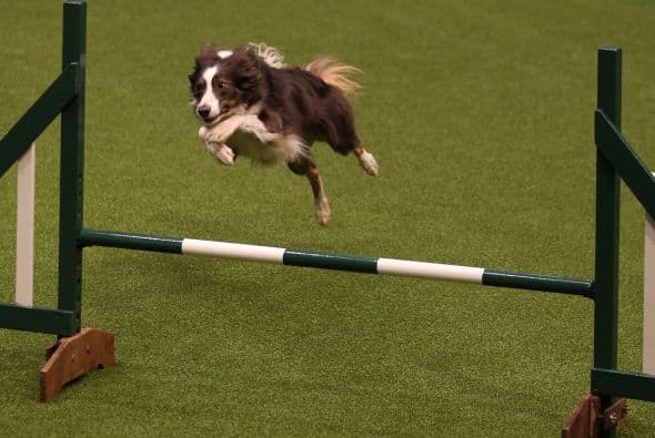 Poco a poco un grupo selecto de perros fue avanzando a las rondas finales.