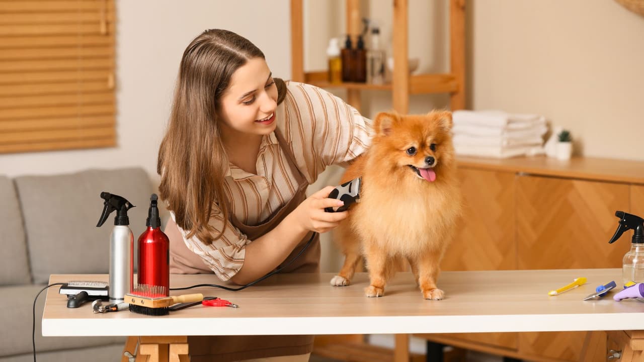 <h3 class="cms-H3-H3">No le cortes el pelo “por si acaso” </h3>
<br>
<b>Parece lógico: hace calor, mejor dejarlo pelón. Pero no.</b> El pelaje también protege. 
<a href="https://www.avma.org/" target="_blank">La Asociación Americana de Medicina Veterinaria</a> y 
<a href="https://www.aspca.org/" target="_blank">la Sociedad Americana para la Prevención de la Crueldad hacia los Animales</a> aconsejan 
<b>no rapar completamente a tu mascota sin hablar antes con el veterinario. </b>Mejor cepíllalo, límpialo y asegúrate de que su pelo esté sano. ¿Tu perro o gato tiene piel clara? Hay bloqueador solar especial para mascotas. Sí, leíste bien. Es como para bebés, pero de cuatro patas.