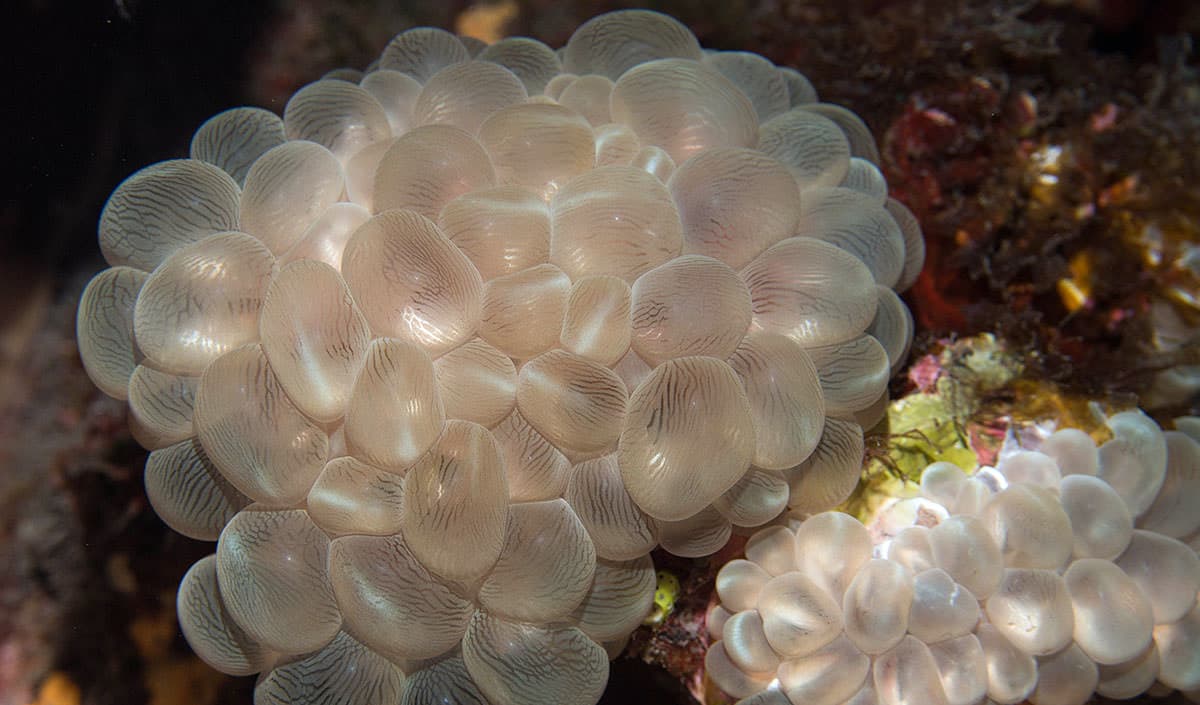 A pesar de su apariencia frágil, estos corales Plerogyra (también conocidos como coral de burbujas) son en realidad un tipo de coral duro (Scleractinian). El tejido exterior es suave y burbujeante, pero oculta un esqueleto muy duro por debajo.