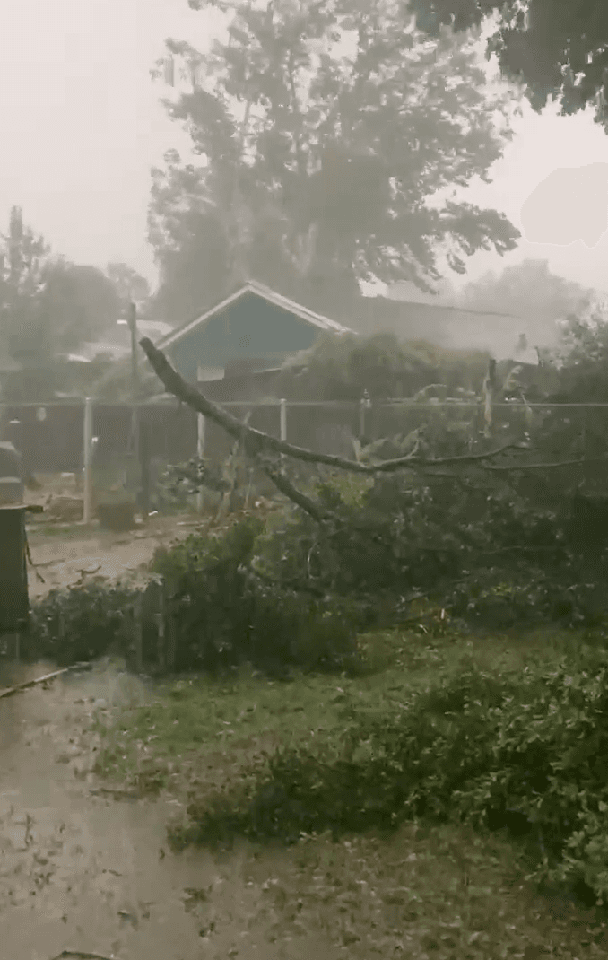 En residencias árboles cayeron dañando la estructuras de algunas viviendas.