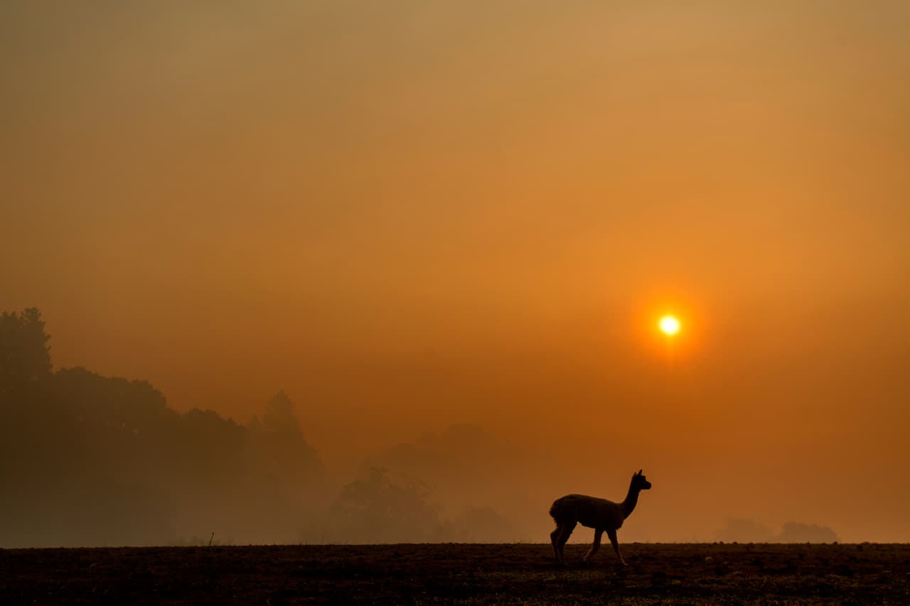 Si bien el enfoque de los últimos días ha estado en los residentes afectados, decenas de animales que permanecen en las zonas del incendio pueden ver deteriorada su salud debido al aire contaminado.