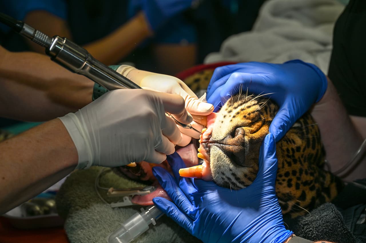 Así le examinan los incisivos superiores a un jaguar.