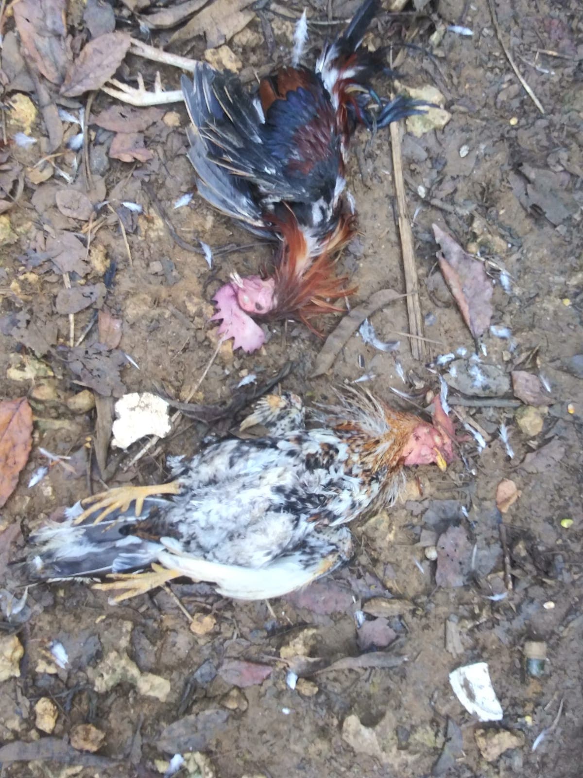 Se exhorta a la ciudadanía a comunicarse con la Policía de manera confidencial si conoce de la comisión de un delito a través del 787-343-2020. 
<br>
<br>