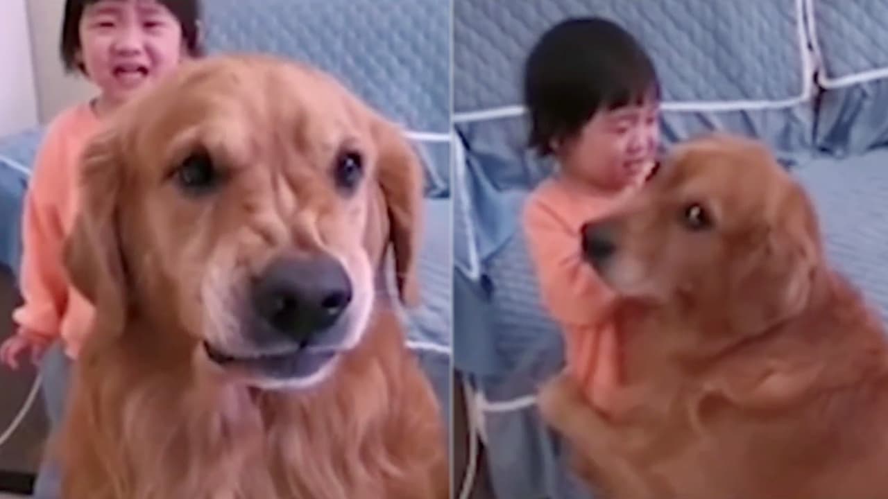 Así como sorprendente el amor de 
<a href="https://www.univision.com/shows/despierta-america/cuidadito-con-harry-este-perrito-se-viraliza-por-abrazar-y-proteger-a-una-nina-traviesa-del-regano-de-su-mama-video">Harry</a> por su pequeña dueña. Se hizo viral el video en que el hermoso perrito la defendió de los regaños de mamá.