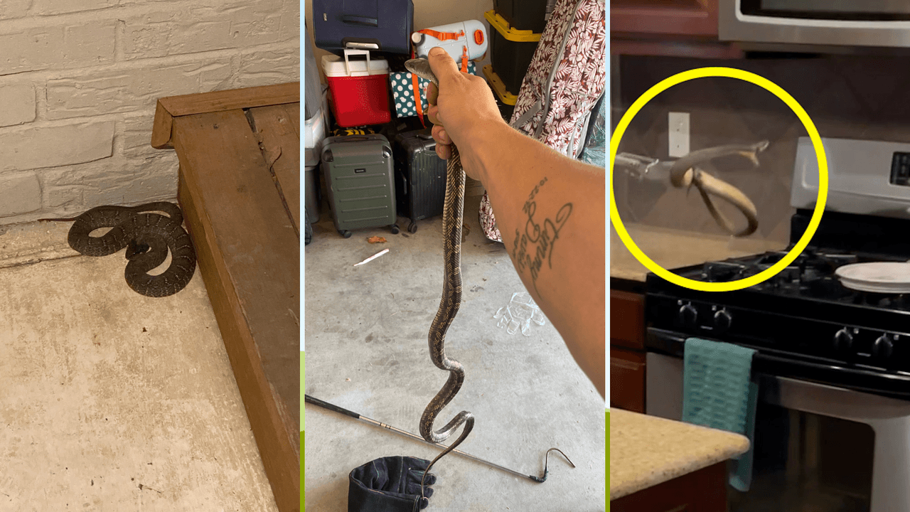 En el norte de Texas hay varios tipos de serpientes venenosas que suelen salir en temporada de calor.
<br>