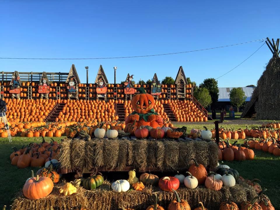 <b> <a href=" http://www.greatpumpkinfarm.com/">The Great Pumpkin Farm </a></b>
<br>En el festival dedicado a la calabaza de esta granja en Clarence New York se celebra todo lo bueno que ha traído la cosecha y el año. Todos los fines de semana tienen actividades especiales y en el último del mes un famoso concurso de disfraces.