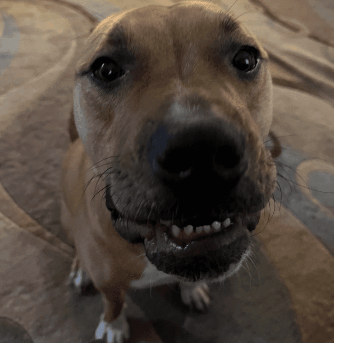 Este es Noya ( un barón) en casa sonriendo y enseñando sus dientitos.