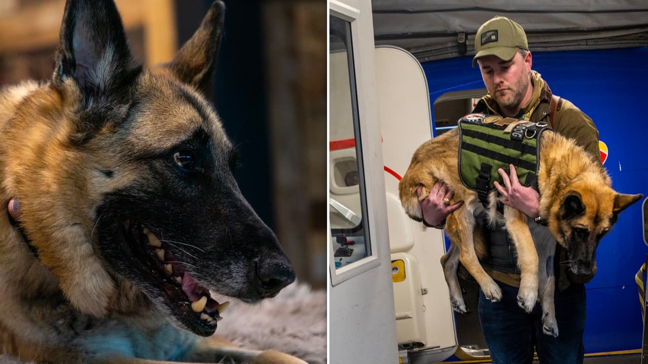 Despedida de altura para Kaya al regresar a Dallas para morir tras ayudar a sanar a un veterano de guerra 