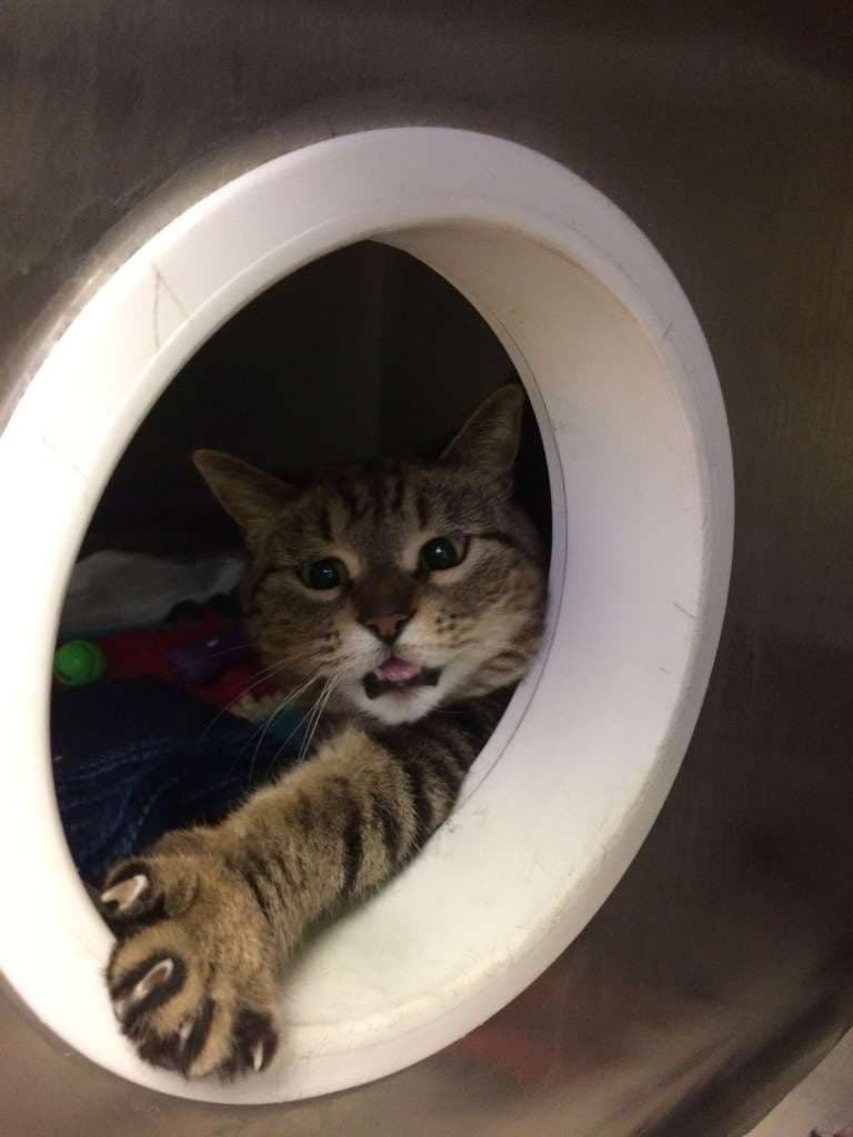 Fue localizada a finales de marzo de 2017 en un refugio para animales de Guelph, en Ontario, Canadá.