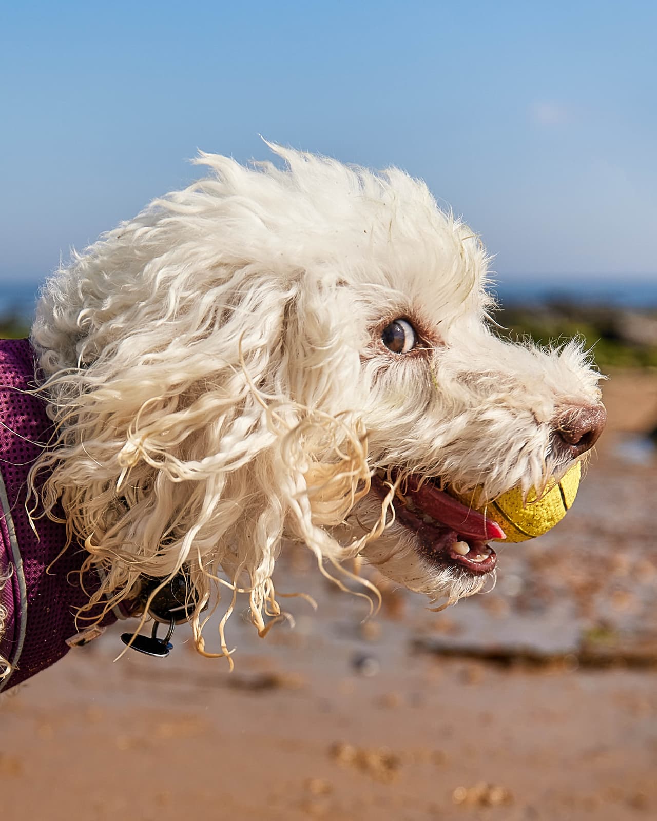 <b>‘Poodle sin fin’</b>
<br>
<br>"Este es Ted, mi poodle. Estoy bastante seguro de que nunca ha visto la película ‘La historia sin fin’, pero la cantidad de personas que comentan que se parece al personaje del perro gigante sugiere que debería ser un fan”, bromeó el autor. 
<br>