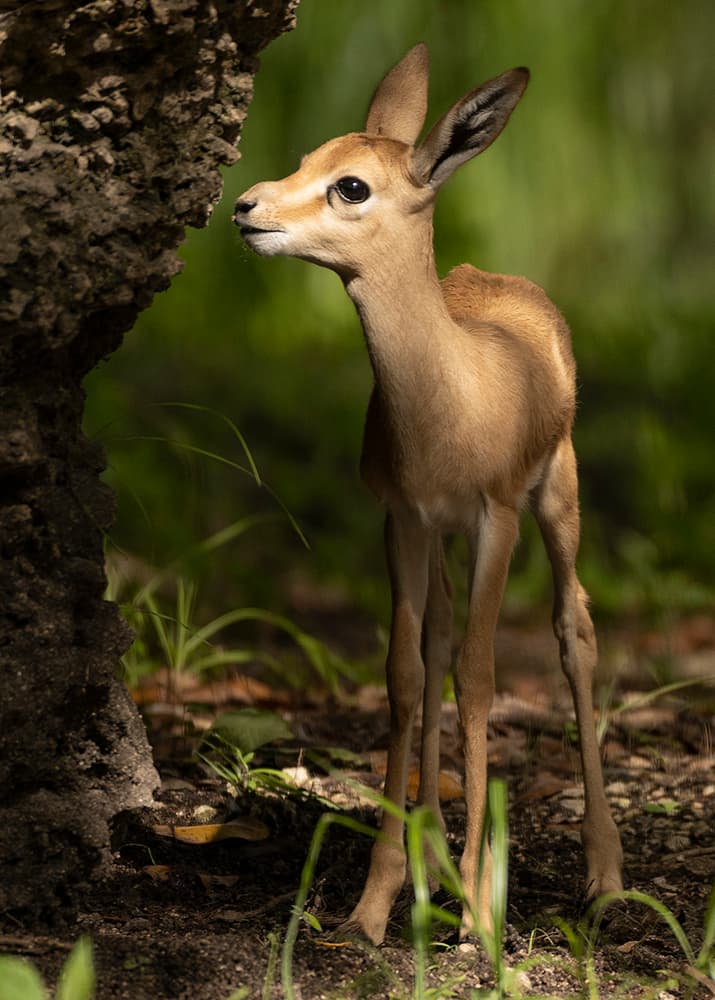Esta gacela es una especie en extinción, en la que se cree hay menos de 2,500 en el mundo.
