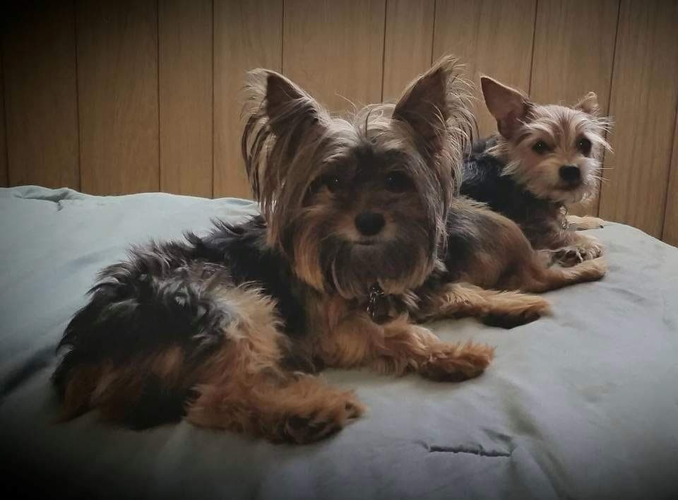 "Neeko y Junior mis bebés peludos. 11 y 10 años" - Franciny Solano