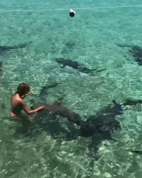 En el vídeo que Lili compartió se puede observar el acercamiento que tuvo con estos bellos animales.