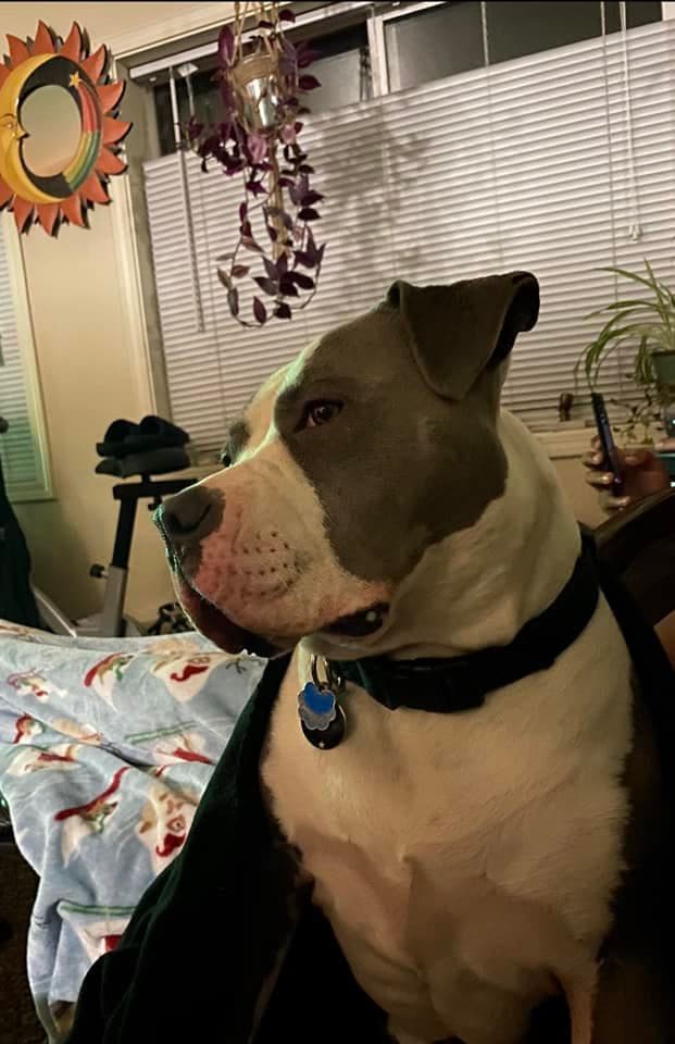 Lolita, la más tierna. Gracias por la foto Luzzi Guerrero.