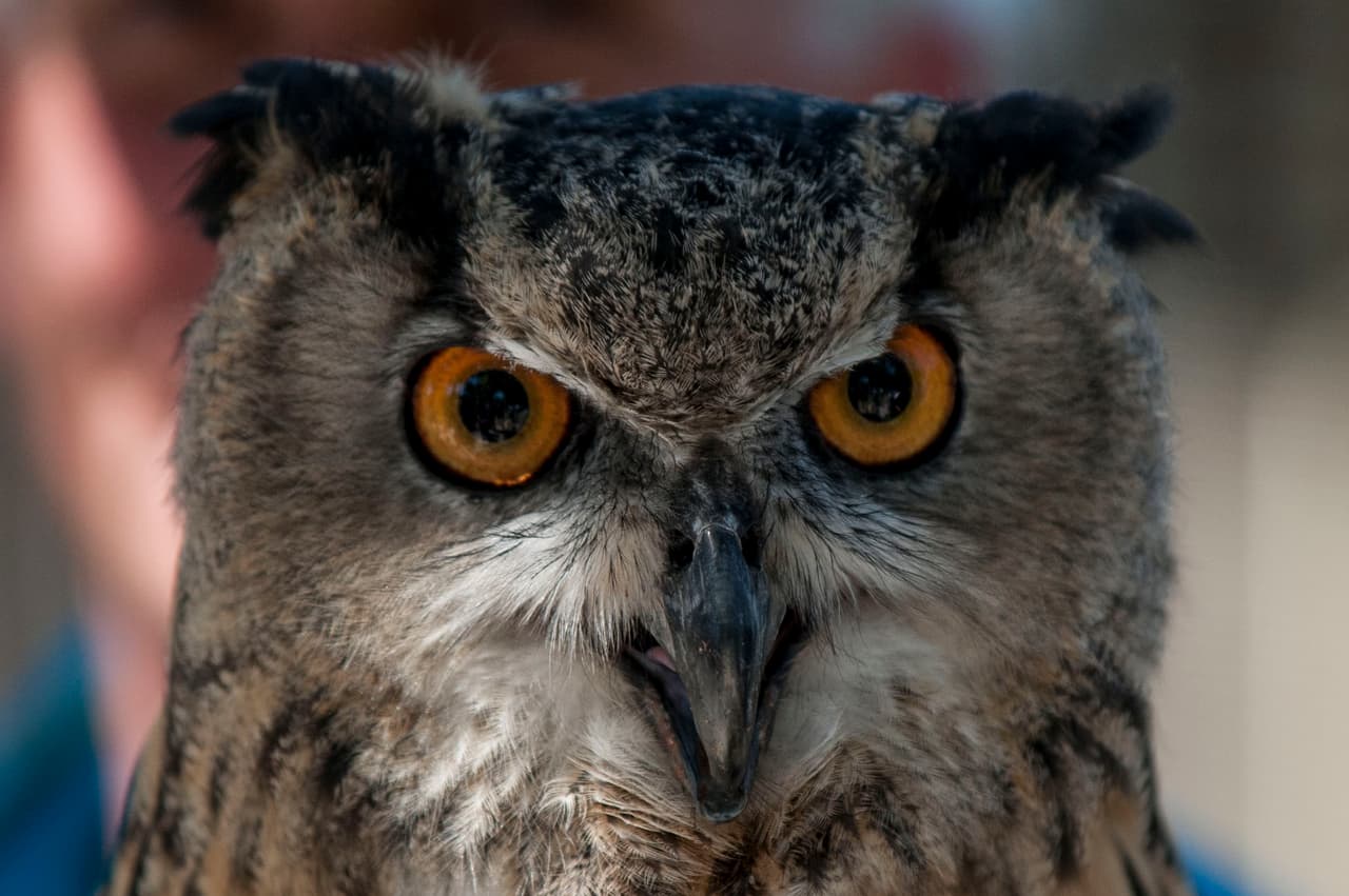 Un bello dia fue perfecto para las familias desde Bakersfield a Modesto.