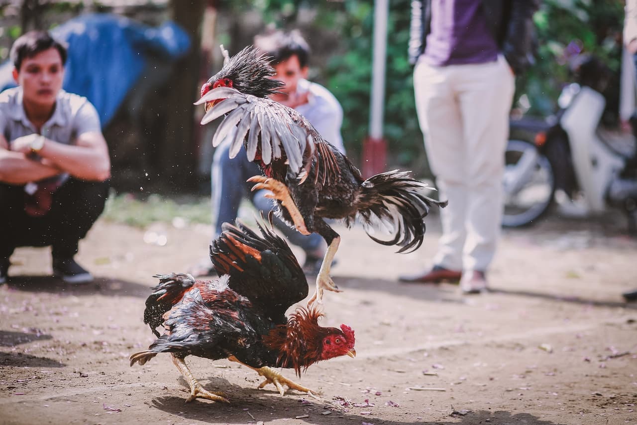 Las peleas de gallos en Puerto Rico tienen los días contados