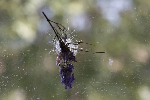 Una flor fue puesta en una de las ventanas baleadas en Isla Vista, California, donde Elliot Rodger, asesinó a seis jovenes.