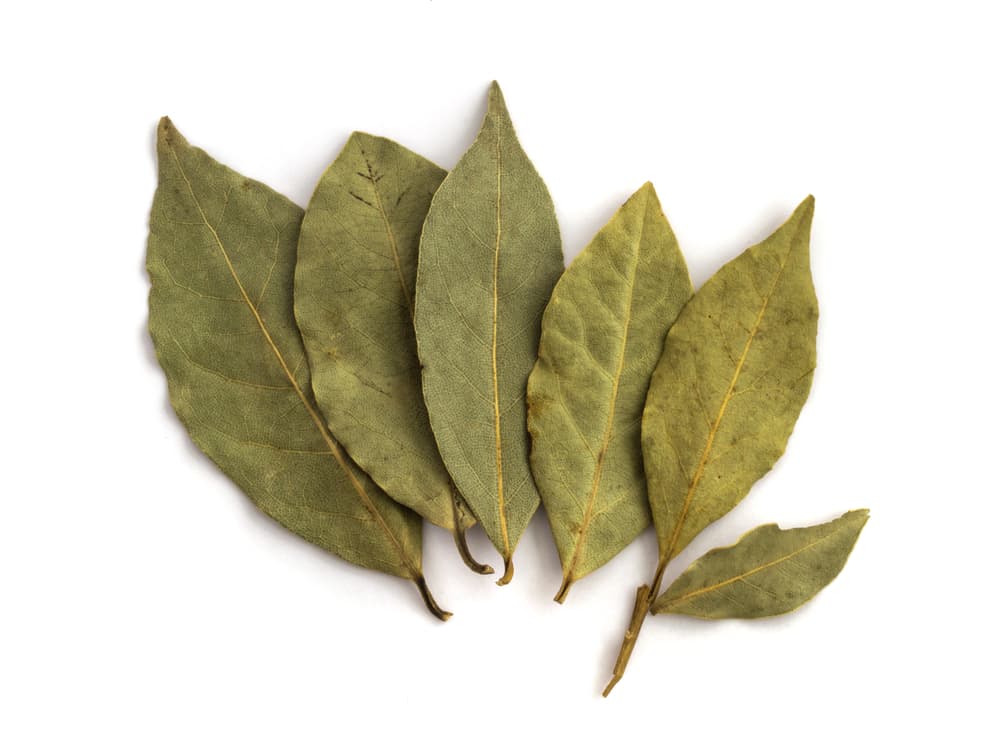 La hoja de laurel también tiene propiedades medicinales. Se usan por ejemplo, para tratar la gripe común pues su fuerte aroma y sabor amargo proporcionan un efecto calmante a los enfermos.