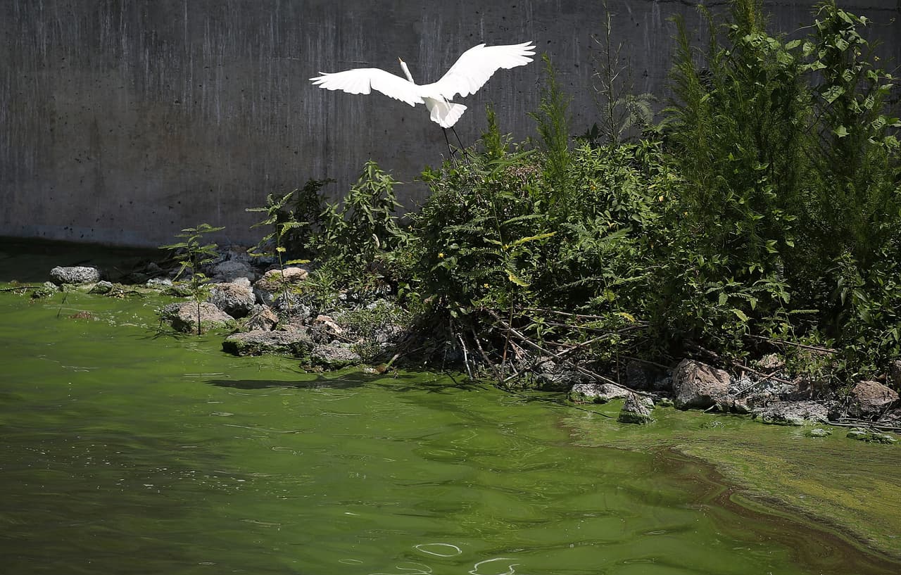 La
<a href="http://myfwc.com/research/redtide/general/cyanobacteria/"> Comisión de Conservación de Pesca y Vida Silvestre de la Florida </a>indica que la mejor manera de prevenir la exposición a las toxinas de algas es evitar el agua donde se encuentran las esteras de espuma, espuma o algas o donde el agua es de color verdoso.