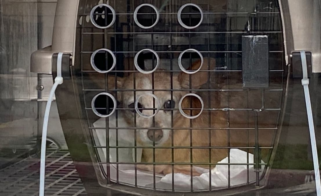 Bingham planeaba dormir allí después de haber dejado a un perro en Sunnyvale. Según las autoridades, Bringham dejó la camioneta desatendida, con las llaves dentro, encendida y con el aire acondicionado en funcionamiento. Cuando regresó a las 5:24 am, la camioneta ya había sido robada.
<br>