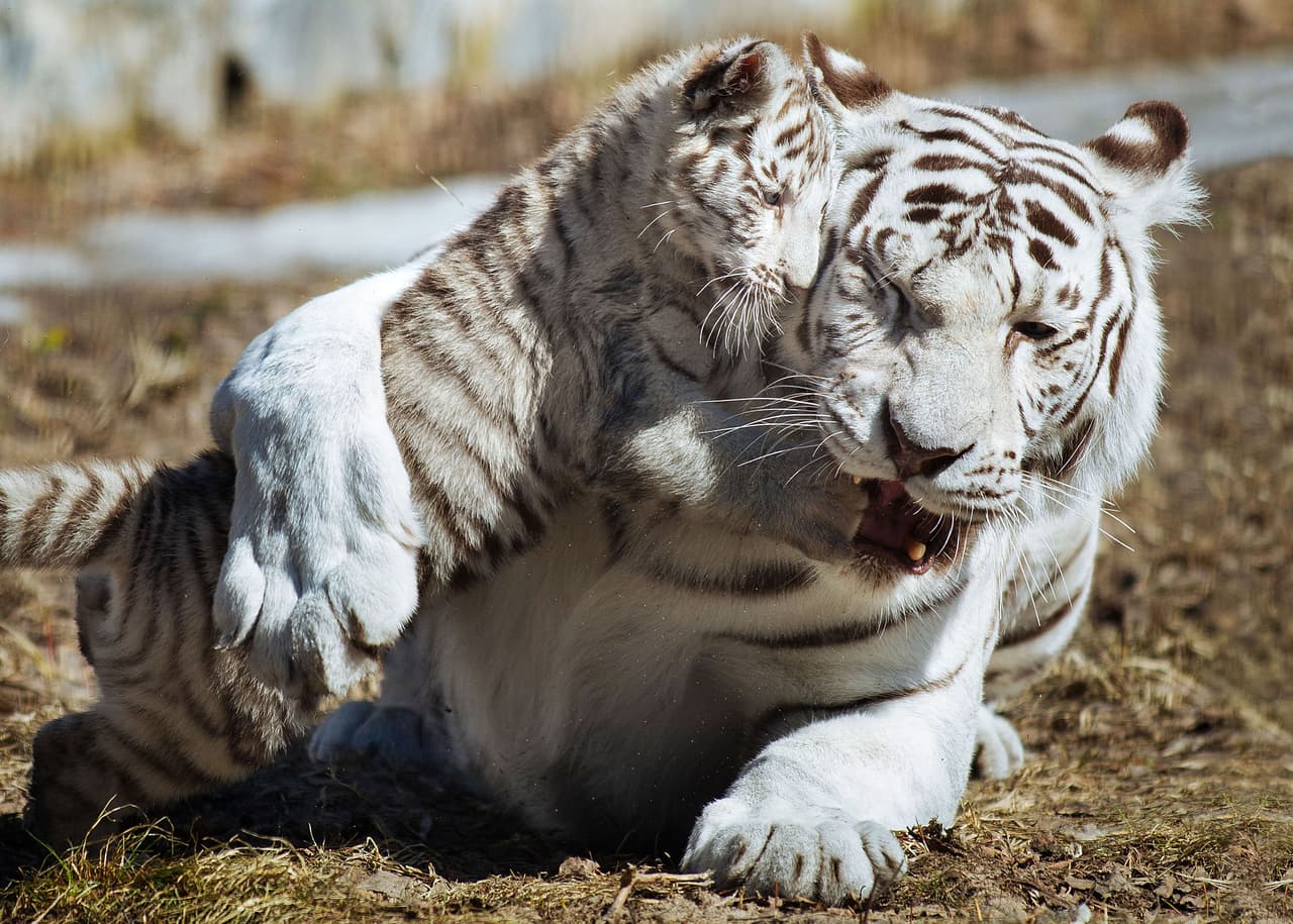 “El cachorro de tigre era verdadera molestia. Tenía la sensación de que el comportamiento de esta pareja era muy parecido al de los humanos: ¡hacía lo que quería, saltando sobre la cabeza de su madre!”