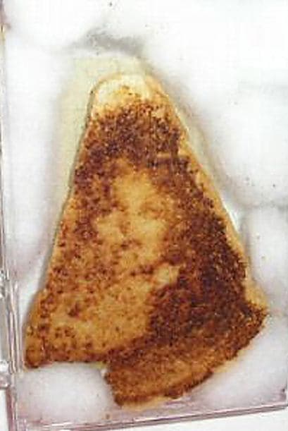 SANDWICH CON LA VIRGEN MARÍA- En 2004 un casino web pagó $28 mil por un sandwich de queso en el que presuntamente se veía reproducida la imagen de la Virgen María. Los directivos de la compañía que compró el emparedado dijeron en un comunicado que tenían planes de usar la pieza para recolectar dinero con fines caritativos.