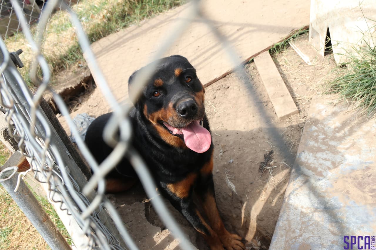 Autoridades esperan radicar cargos al responsable de tener estos animales en tan mal estado.
