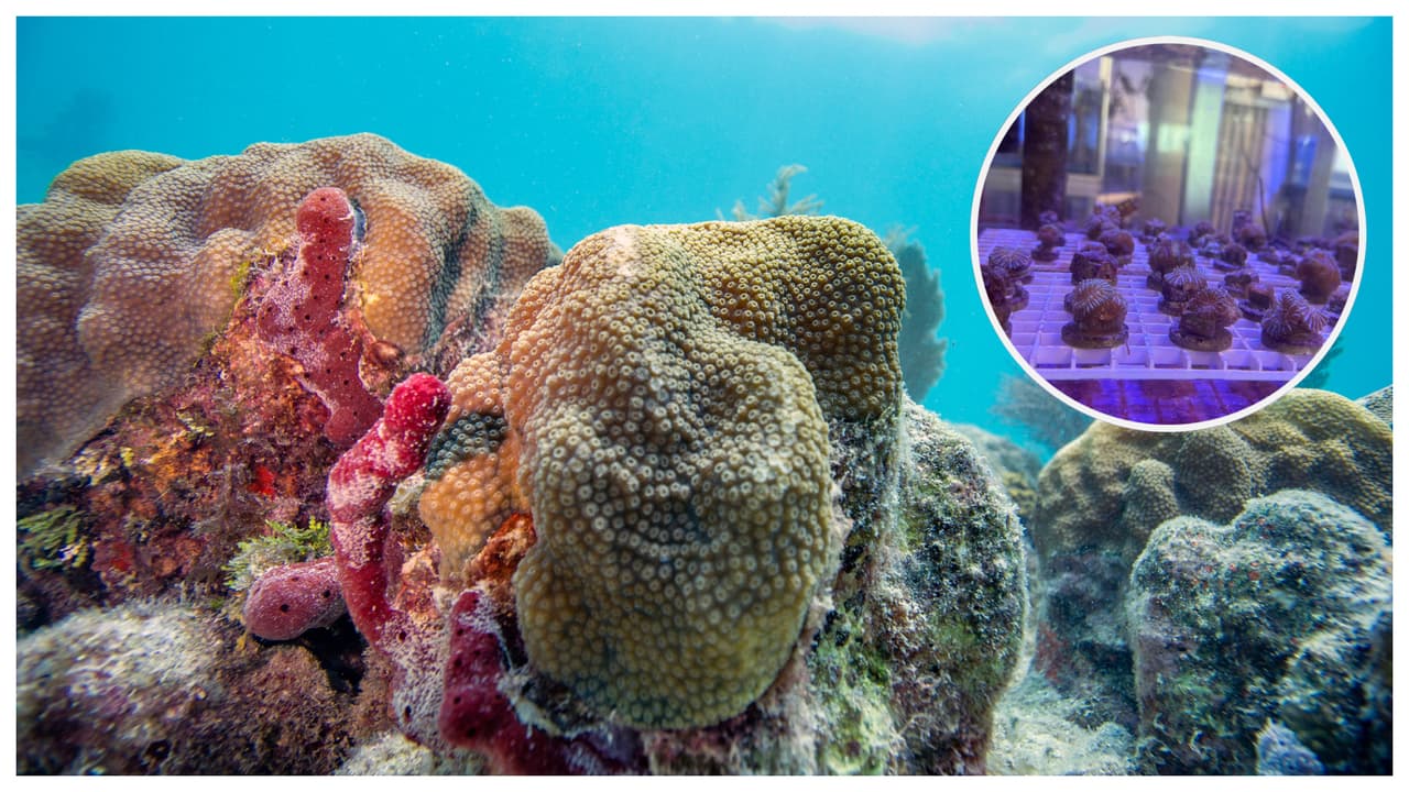 Museo de ciencias del sur de Florida se dedica a salvar los arrecifes marinos en peligro