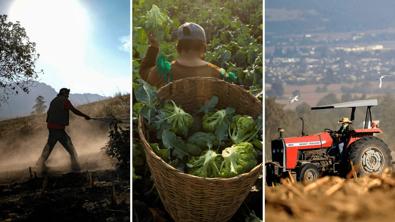 Mexicanos que trabajan en fincas despiertan interés en puertorriqueños, quienes ya piden trabajo