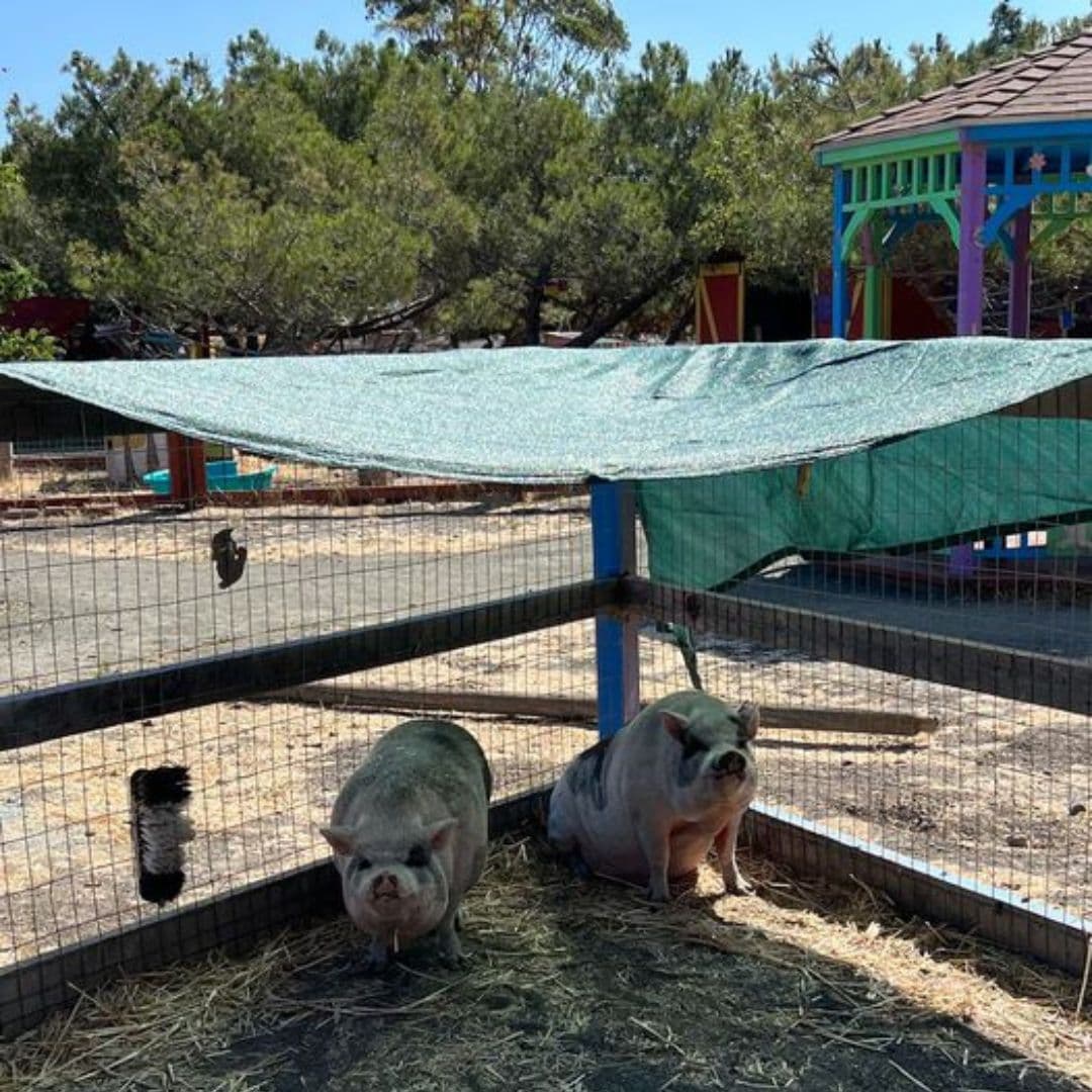 Animal Assisted Happiness comenzó hace más de 15 años en el patio trasero de Los Altos Hills de Vicki Amon-Higa y su esposo, Peter Higa. Se convirtió en una organización sin fines de lucro en 2009 y ahora opera con un presupuesto de $280,000 al año. 
<br>