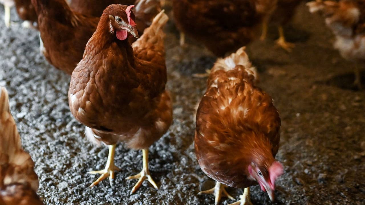 Una niña de 10 años gana más $2,000 vendiendo gallinas, guarda el cheque en el banco y casi lo pierde