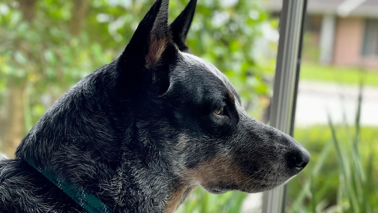 Si te encuentras un perro o gato perdido llévalo a un refugio de animales o un veterinario que con un escáner podrá ver si tiene microchip.