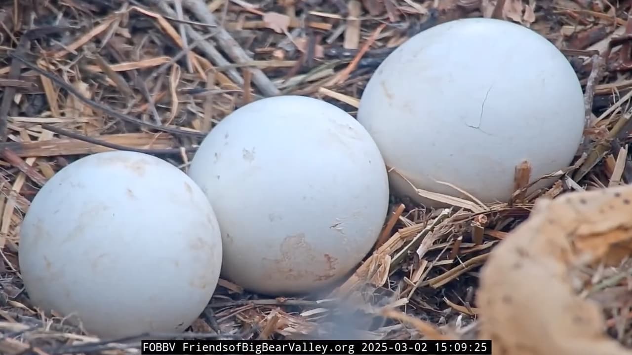 El
<b>proceso de eclosión comenzó el domingo por la tarde</b>, cuando el primer huevo mostró signos de ruptura. El segundo siguió poco después, generando gran expectación entre los observadores del nido.