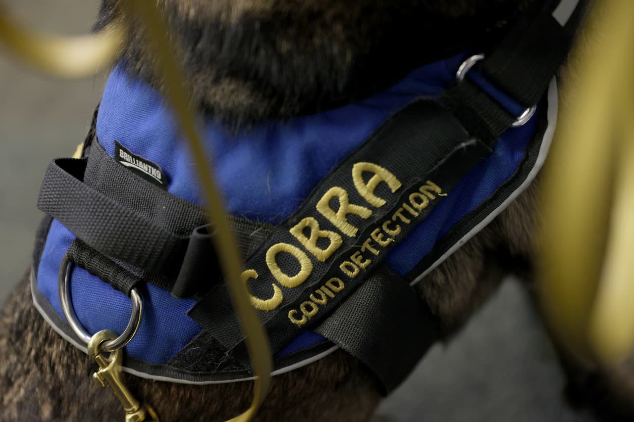 “Espero ver cómo el aeropuerto pone a prueba sus habilidades y expandir el programa piloto a otras instalaciones del condado”, dijo Daniella Levine Cava, alcaldesa del condado de 
<a href="https://www.univision.com/temas/miami-dade">Miami-Dade.</a>