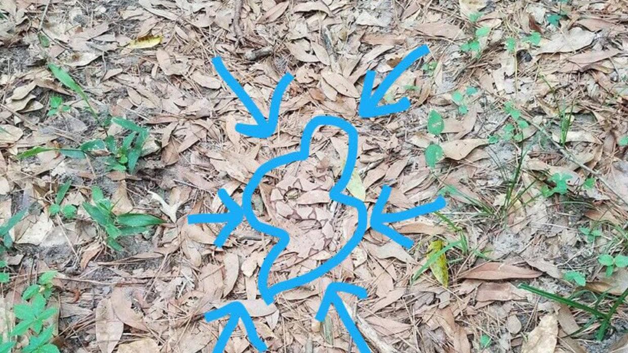 “Linda, pero venenosa, así que nada de tocarla”, advirtió la bióloga en la leyenda de la foto de esta serpiente que es común en Estados Unidos y México.