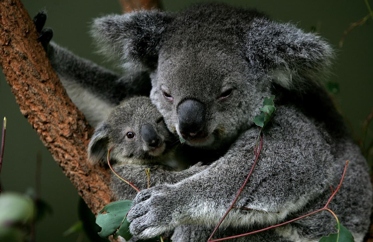 ¿Sacrificar koalas para evitar su extinción?